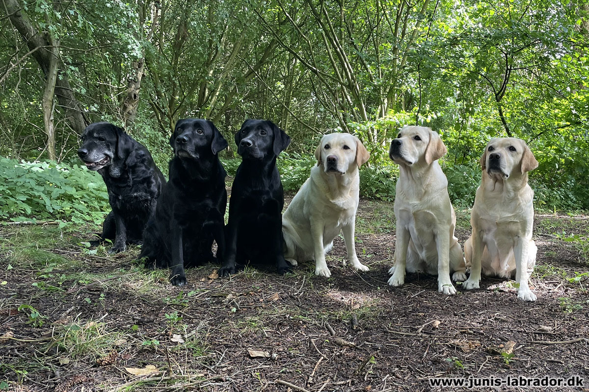 4 generationer + Xiphii på sommerferie